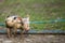 Small young funny dirty pink and black pig piglet standing outdoors on sunny farmyard. Sow farming, natural food production