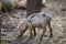 Small young funny dirty pink and black pig piglet standing outdoors on sunny farmyard. Sow farming, natural food production