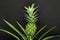 Small and young green growing pineapple on black matt background