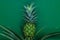 Small and young green growing pineapple on dark green matt background