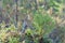 A small young green spruce grows in autumn on a hill with berries.