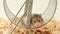 A small young hamster walks on a wheel. A curious hamster is playing in a wheel.