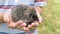 Small young hedgehog in human hands