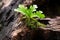 Small young oak tree growing in the forest close up