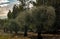 small and young olive groves, the olive tree is a centuries-old tree and the oil of precious quality is extracted from  fruit