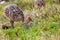 Small young ostrich walking in grassland