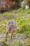 Small young ostrich walking in grassland