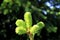 Small young pine branch with bright light green soft needles on dark green leaves background in local garden