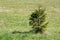 Small young pine tree planted in local garden surrounded with uncut grass