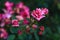 Small young pink rose with rosebuds surrounded by rose petals