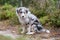 Small young sheltie puppie sitting in forest