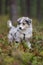 Small young sheltie puppie sitting in forest