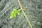 Small young sprout of an araucaria alternate-leaved Araucaria heterophylla Salisb. Franco