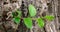 Small young sprout of elm tree on old bark in spring