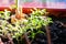 Small young sprouts of green watercress in a brown pot on the windowsill. nearby, in the black earth, onions sprouted in the sun