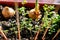 Small young sprouts of green watercress in a brown pot on the windowsill. nearby, in the black earth, onions sprouted in the sun