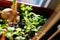 Small young sprouts of green watercress in a brown pot on the windowsill. nearby, in the black earth, onions sprouted in the sun