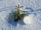 A small young spruce in the snow. Coniferous growing and forestry