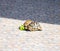 Small young turtles eating a green leaf