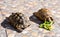 Small young turtles eating a green leaf