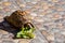 Small young turtles eating a green leaf