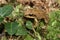 Small young wood frog on moss