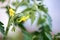 Small young yellow organic tomato blossoms in the greenhouse