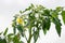 Small young yellow organic tomato blossoms in the greenhouse