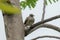 Small zebra dove fledgling resting on a tree branch