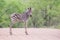 Small zebra foal standing on road alone looking for his mother