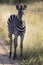 Small zebra foal standing on road alone looking for his mother