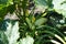 A small Zucchini in the garden, in the shade of its own leaves