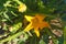 small zucchini and zucchini flower, organic vegetable