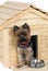 Smalldog with wooden dog\'s house