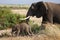 Smallelephant with mather in Amboseli National park