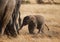 Smallelephant with mather in Amboseli National park