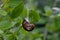 Smaller banded snail or white-lip gardensnail or garden snail - Cepaea - in summer on the leaf of a bush, Bavaria, Germany