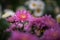 The smaller purple chrysanthemums in the park are against a dark green background