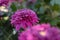 The smaller purple chrysanthemums in the park are against a dark green background