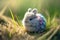 smallest and cutest eastern bunny in the world on a forest grass patch on a bright sunny day Generative AI