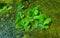 The smallest flowering plant (Wolffia arrhiza) and duckweed (Lemna turionifera) and Pistia