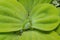 The smallest flowering plant (Wolffia arrhiza) and duckweed (Lemna turionifera) on the water among the invasive species Pistia