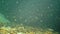 The smallest pelagic goby. Transpareny goby Aphia minuta