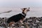 Smallest Shepherd in world. Walking puppy in nature in morning. Welsh Corgi Pembroke tricolor sits on pebble beach in morning