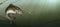 Smallmouth Bass at the bottom of the lake realistic illustration.