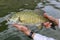 Smallmouth bass caught in the Snake River, Idaho