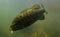 Smallmouth bass underwater in river in oregon