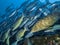 Smalltooth Emperor fish in a large flock of fish in the Indian ocean