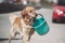 A smart adult dog carries a bucket in its mouth