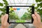 Smart agriculture concept, Agronomist or farmer use Artificial i